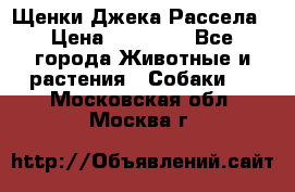 Щенки Джека Рассела › Цена ­ 10 000 - Все города Животные и растения » Собаки   . Московская обл.,Москва г.